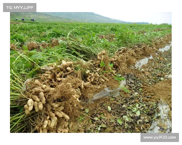 高地红石榴种植与养护全攻略 提升产量与果实品质的关键要点