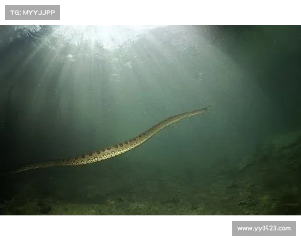 沼光湖诡异事件真相探秘背后隐藏的自然现象与人类传说结合 沼光湖诡异事件真相探秘背后隐藏的自然现象与人类传说结合